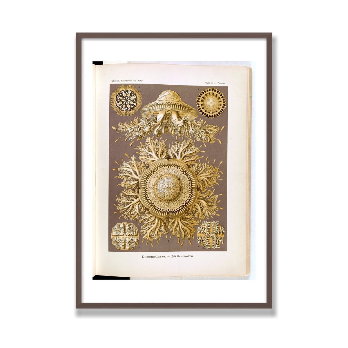 Discomedusae (Art Forms in Nature), 28 × 40 in, Walnut frame