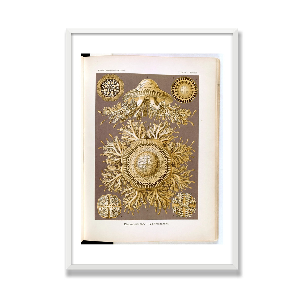 Discomedusae (Art Forms in Nature), 28 × 40 in, White Satin frame