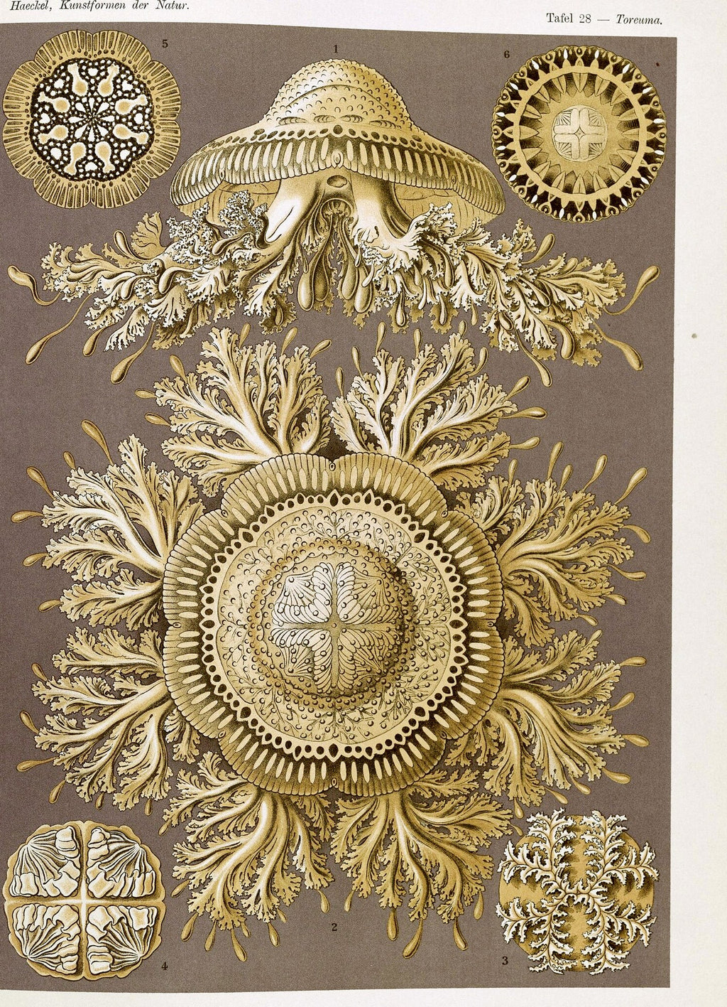 Discomedusae (Art Forms in Nature), unframed artwork