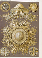 Discomedusae (Art Forms in Nature), unframed artwork