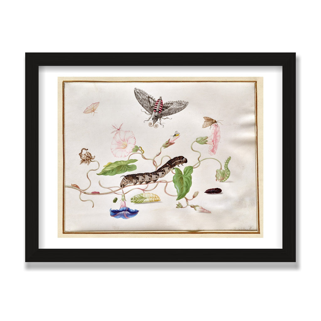 Convolvulus and Hawk Moth, 12 × 16 in, Black Oak frame