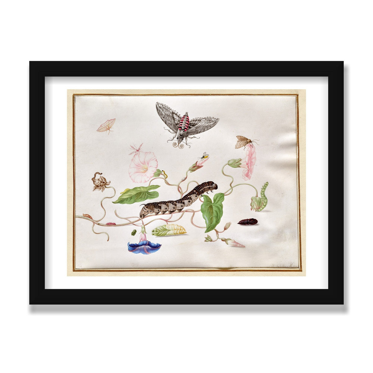 Convolvulus and Hawk Moth, 12 × 16 in, Black Satin frame