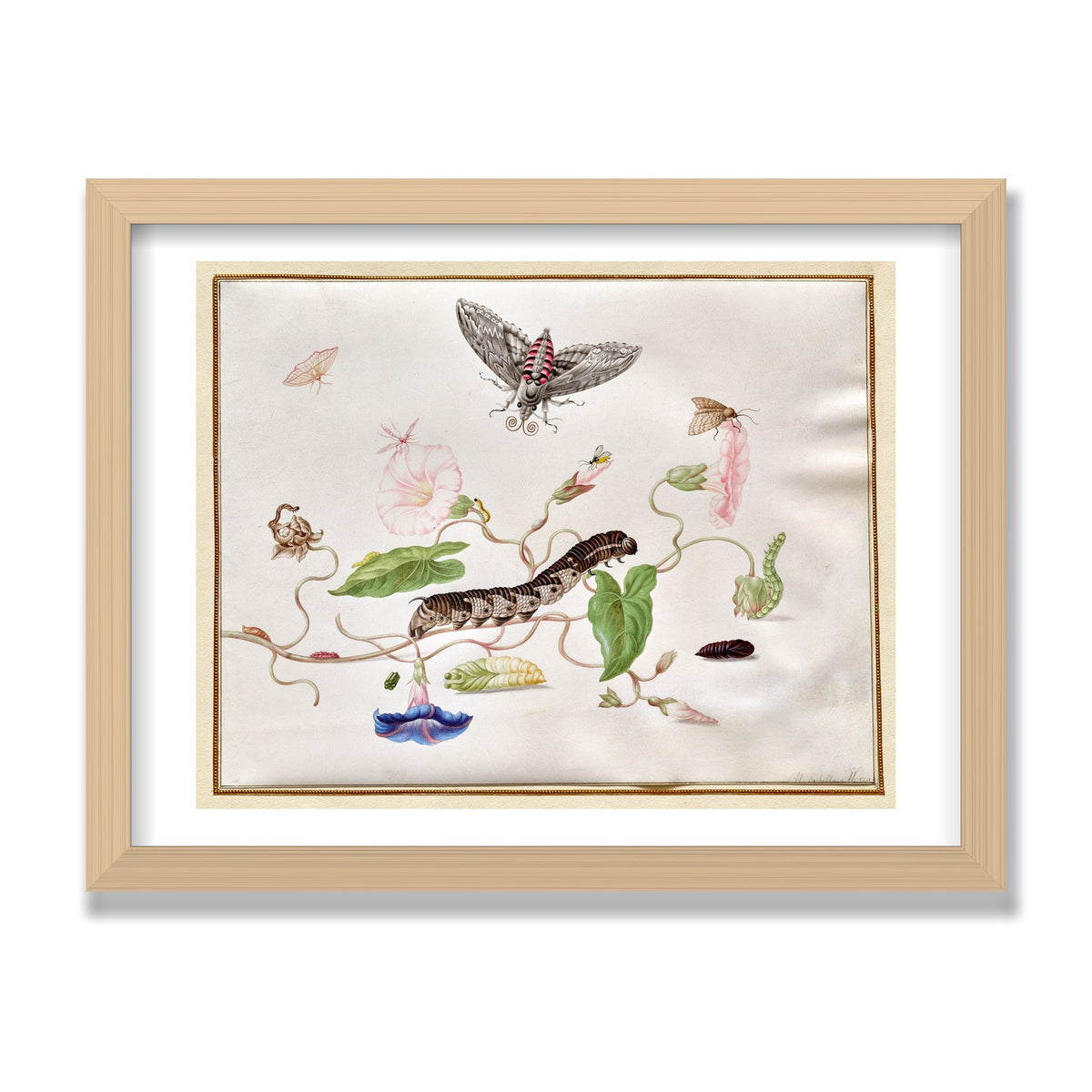 Convolvulus and Hawk Moth, 12 × 16 in, Natural Oak frame