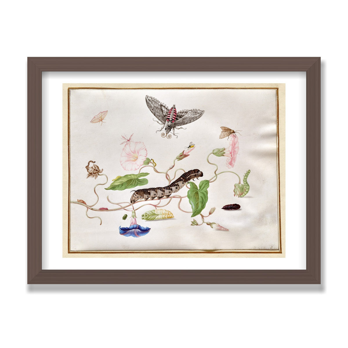 Convolvulus and Hawk Moth, 12 × 16 in, Walnut frame