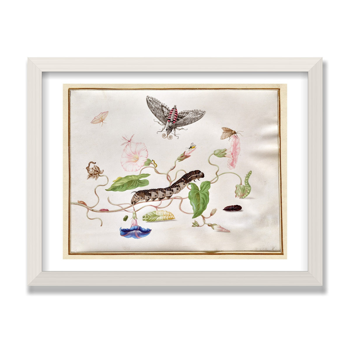 Convolvulus and Hawk Moth, 12 × 16 in, White Oak frame