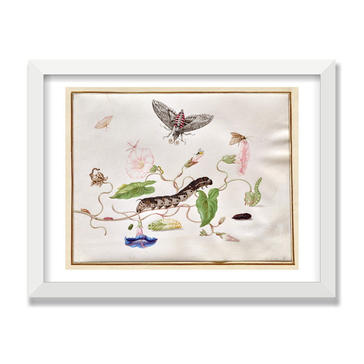Convolvulus and Hawk Moth, 12 × 16 in, White Satin frame