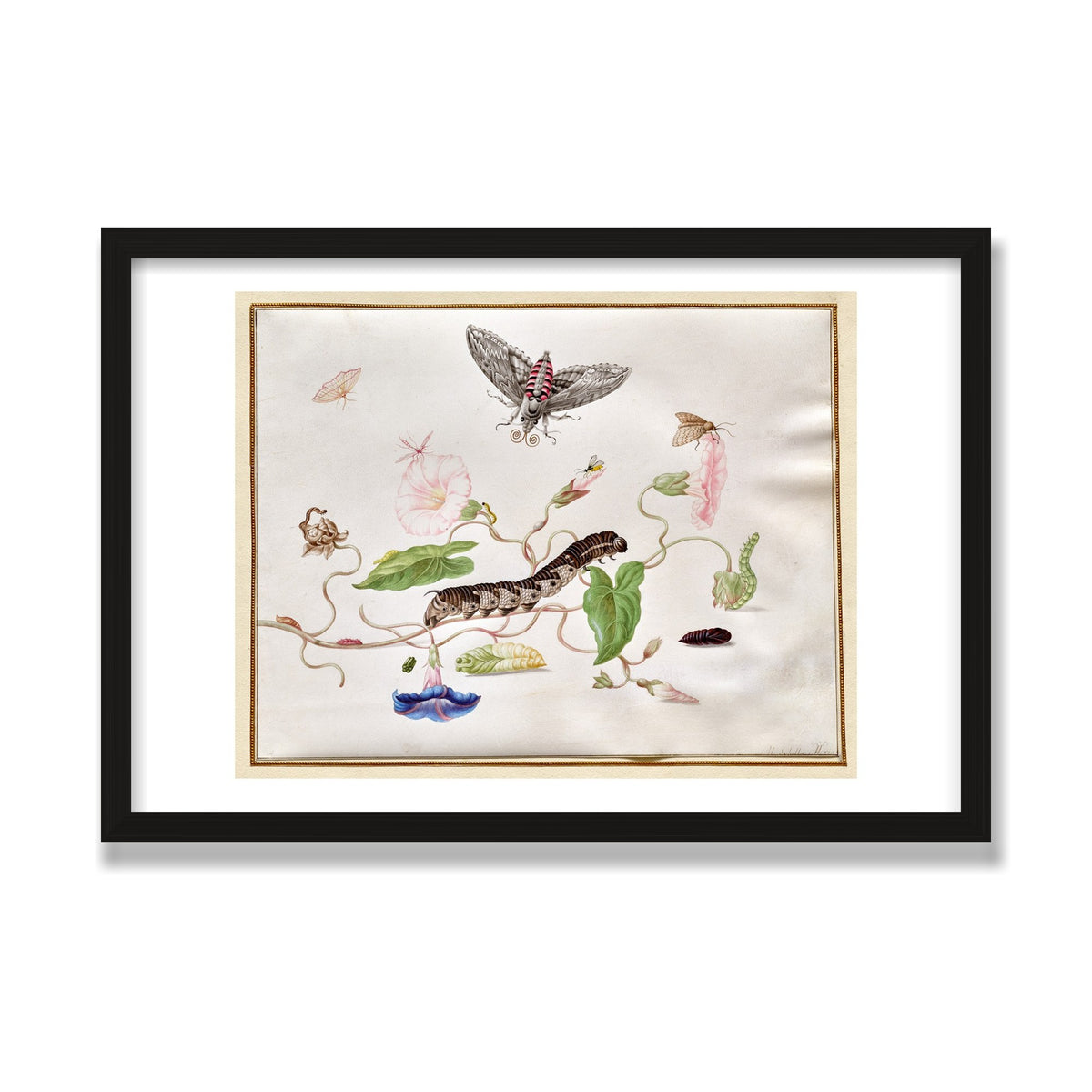 Convolvulus and Hawk Moth, 16 × 24 in, Black Oak frame