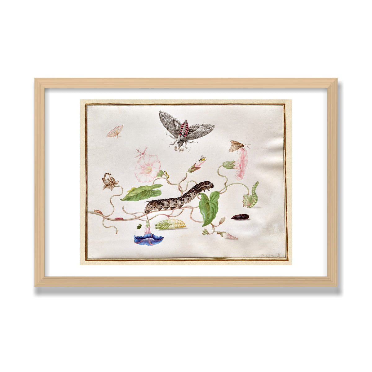Convolvulus and Hawk Moth, 16 × 24 in, Natural Oak frame