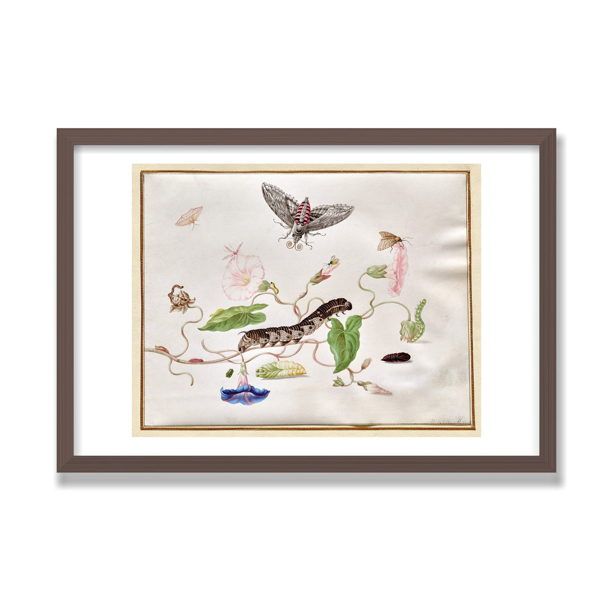 Convolvulus and Hawk Moth, 16 × 24 in, Walnut frame