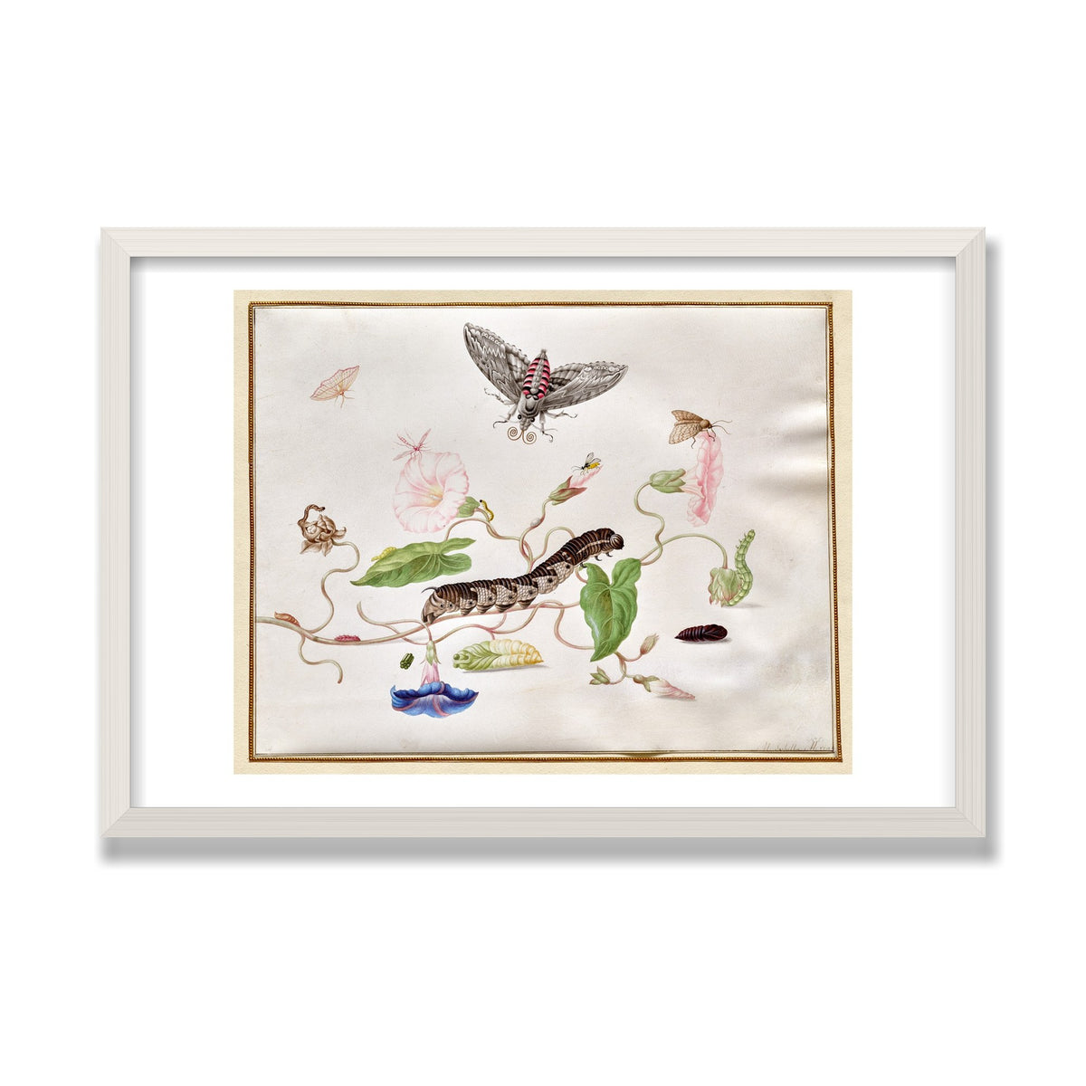 Convolvulus and Hawk Moth, 16 × 24 in, White Oak frame