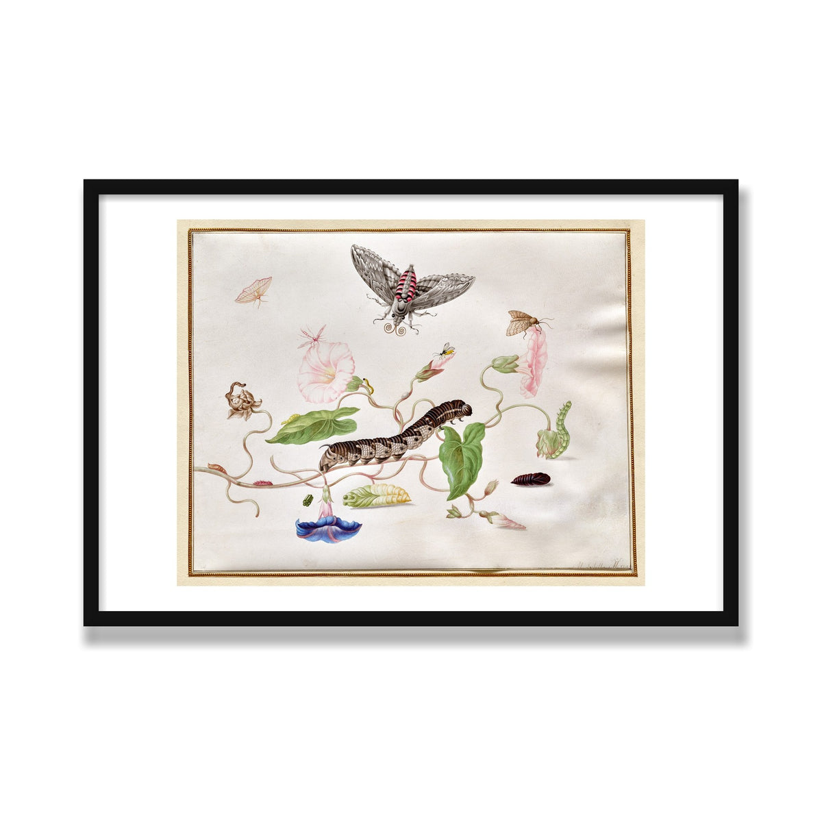 Convolvulus and Hawk Moth, 24 × 36 in, Black Satin frame