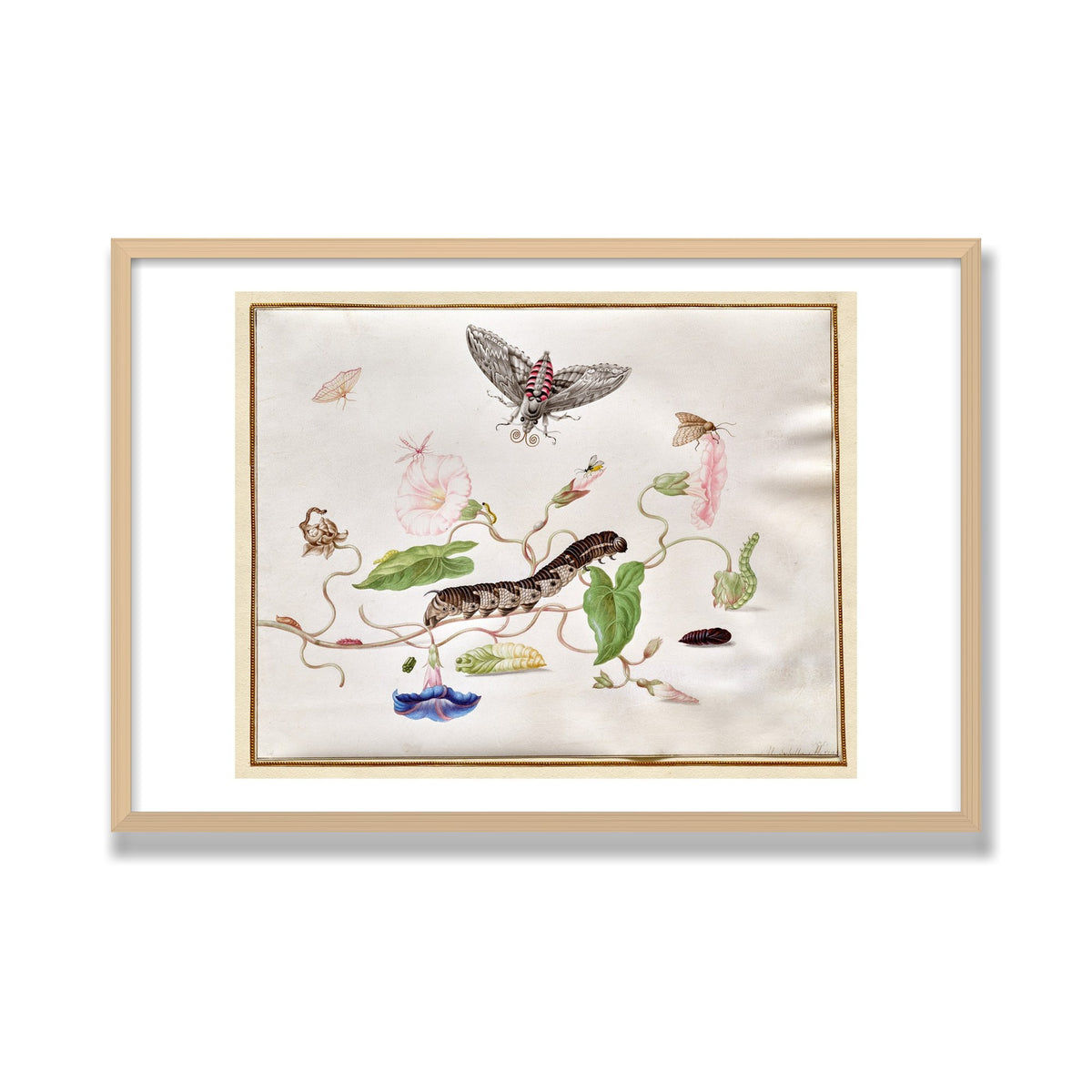 Convolvulus and Hawk Moth, 24 × 36 in, Natural Oak frame