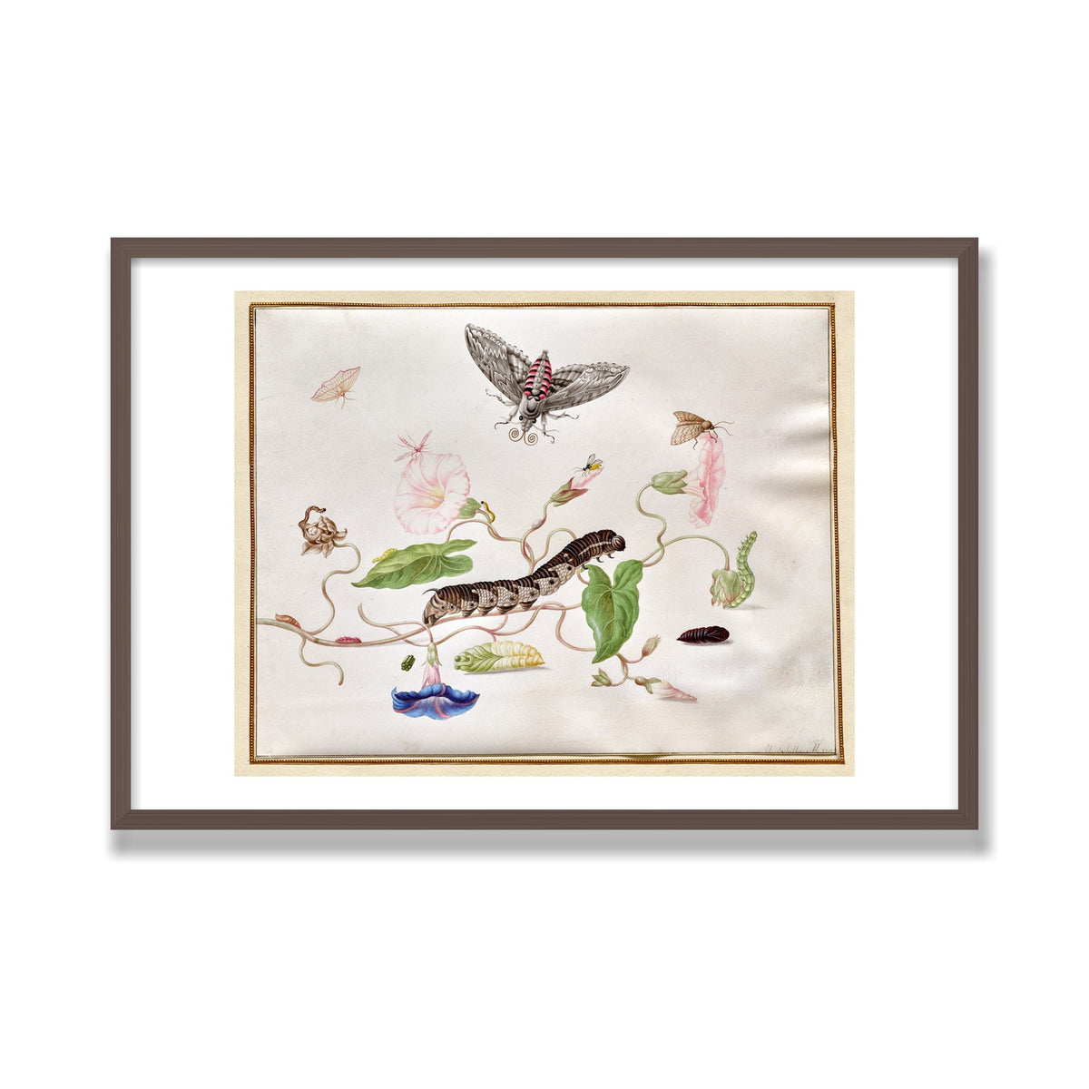 Convolvulus and Hawk Moth, 24 × 36 in, Walnut frame
