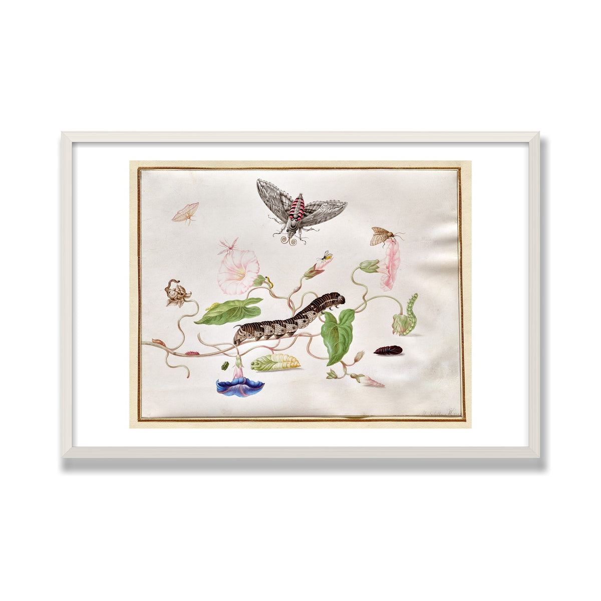 Convolvulus and Hawk Moth, 24 × 36 in, White Oak frame