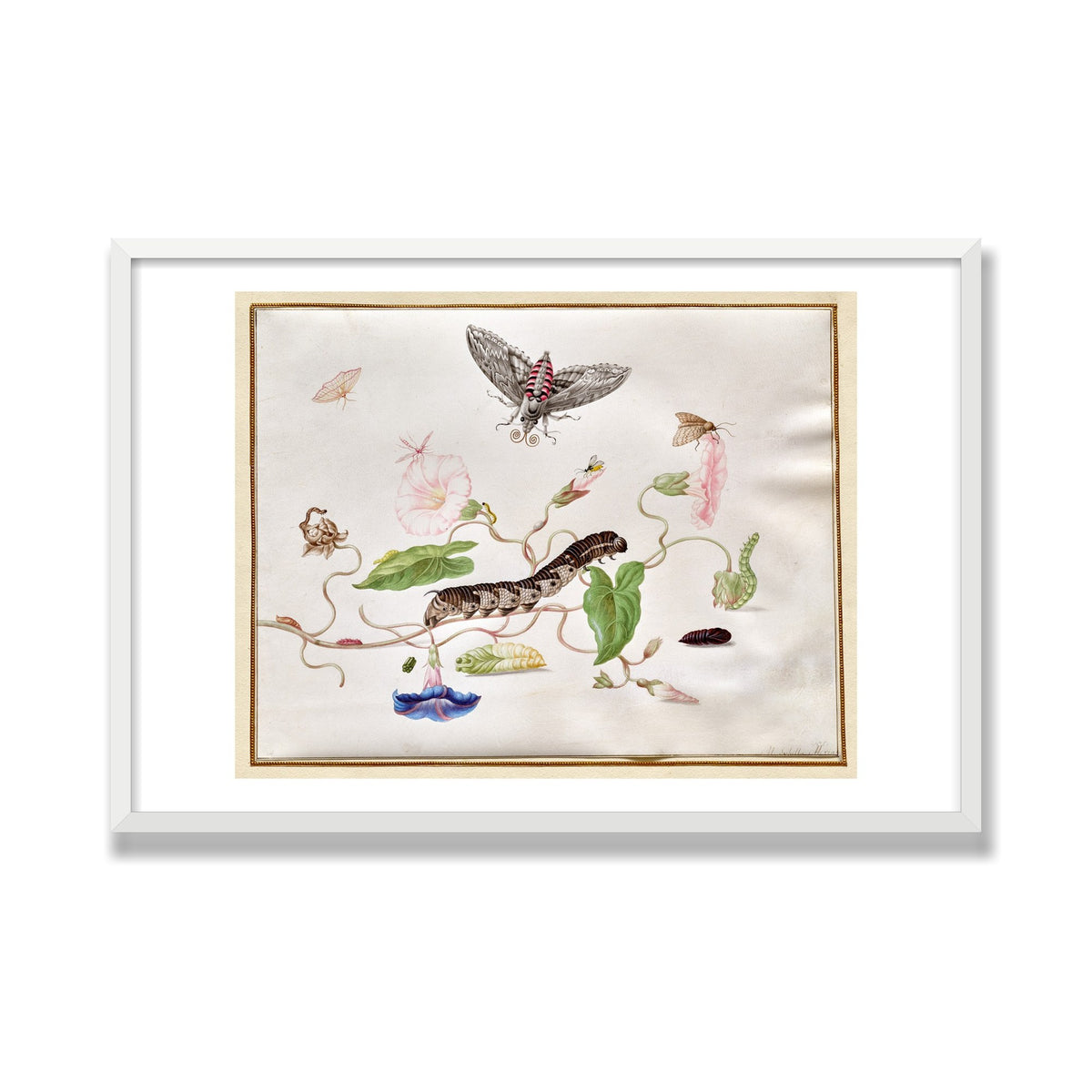 Convolvulus and Hawk Moth, 24 × 36 in, White Satin frame