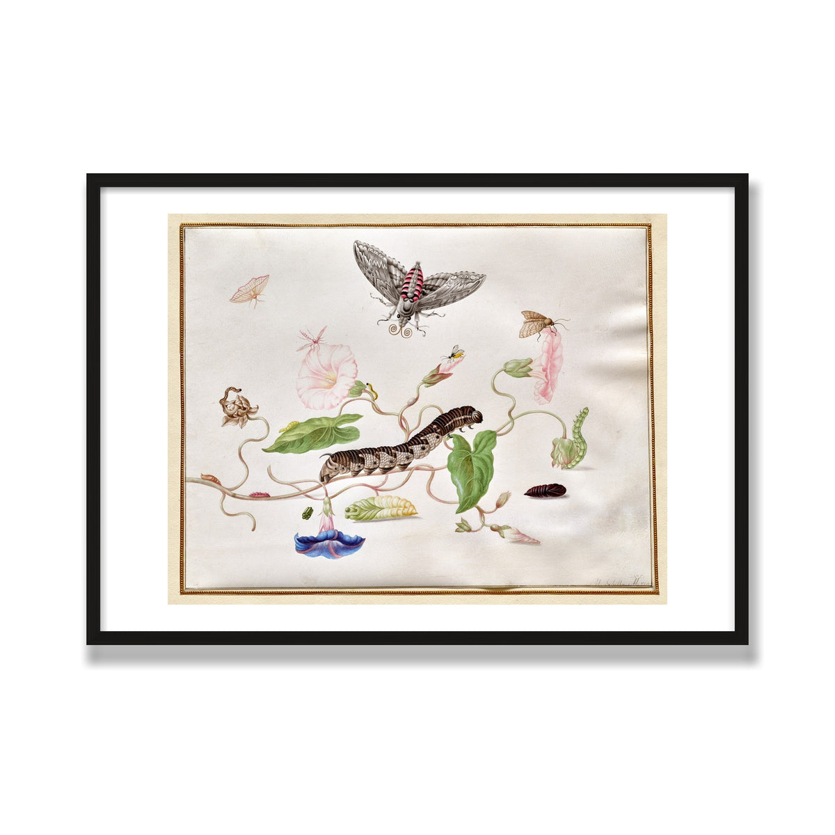 Convolvulus and Hawk Moth, 28 × 40 in, Black Oak frame