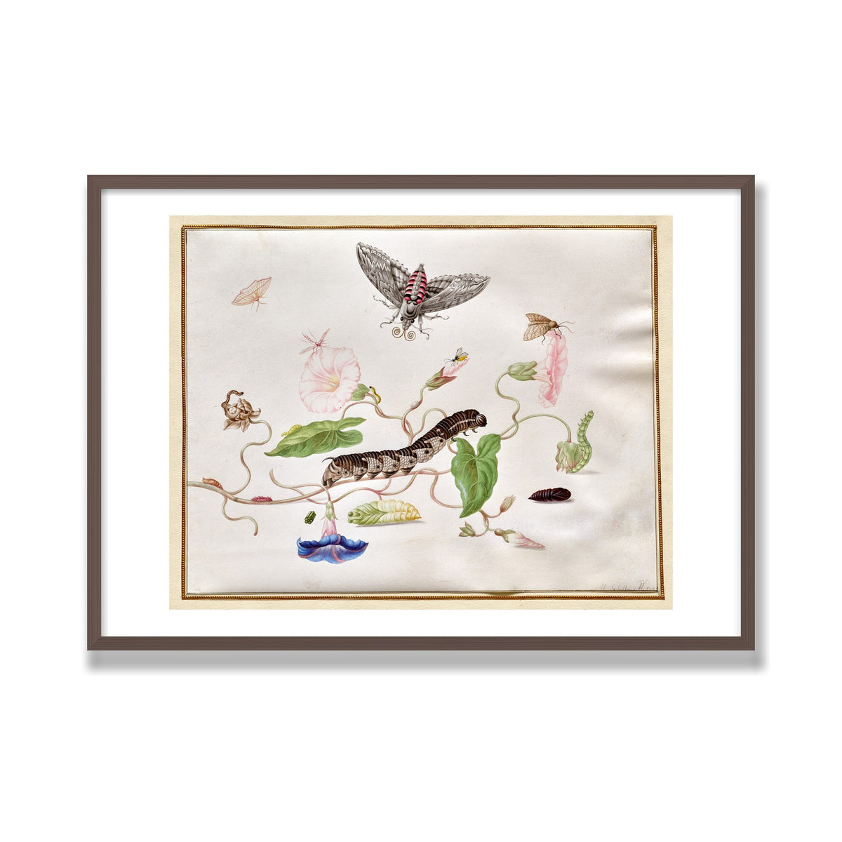 Convolvulus and Hawk Moth, 28 × 40 in, Walnut frame