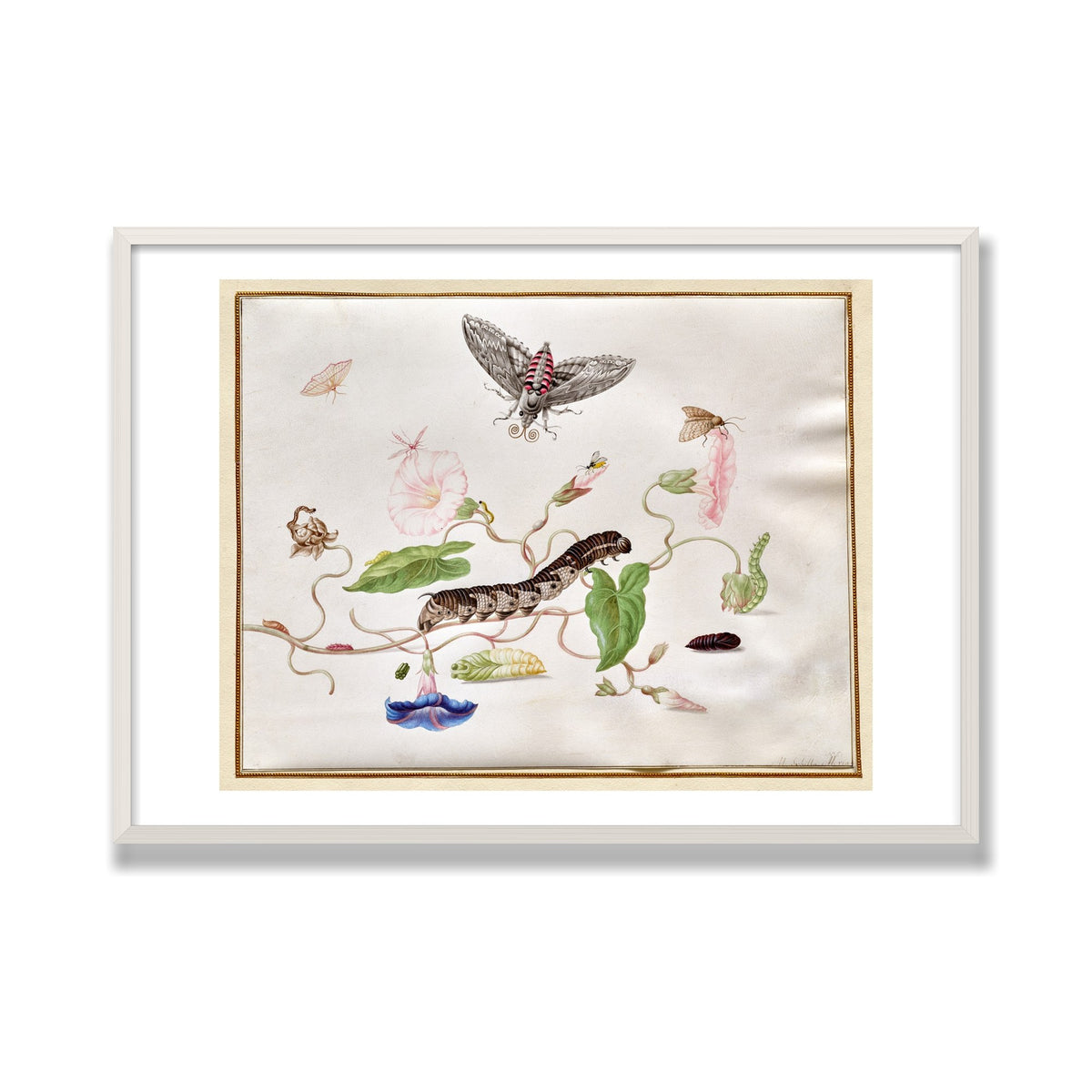 Convolvulus and Hawk Moth, 28 × 40 in, White Oak frame