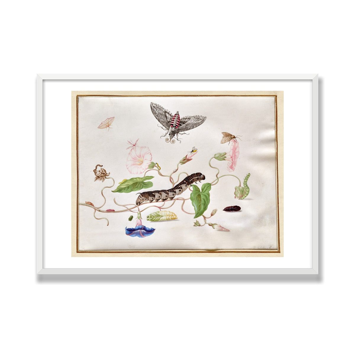Convolvulus and Hawk Moth, 28 × 40 in, White Satin frame