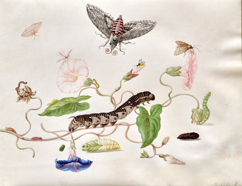 Convolvulus and Hawk Moth, unframed artwork
