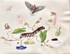 Convolvulus and Hawk Moth, unframed artwork