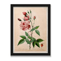 China Rose (Les Roses), 12 × 16 in, Black Oak frame