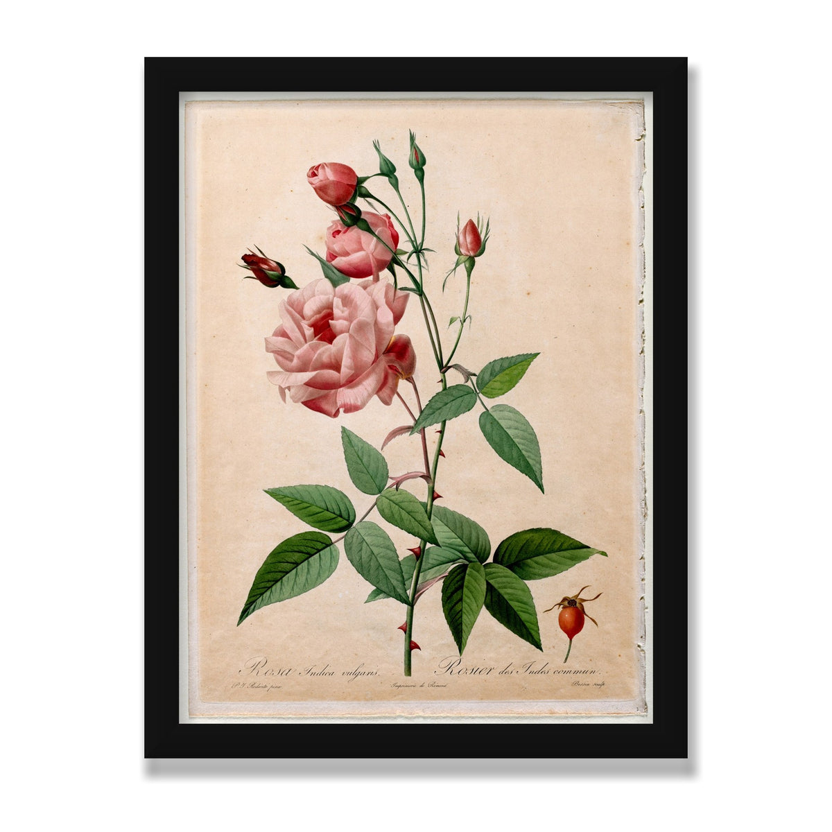 China Rose (Les Roses), 12 × 16 in, Black Satin frame