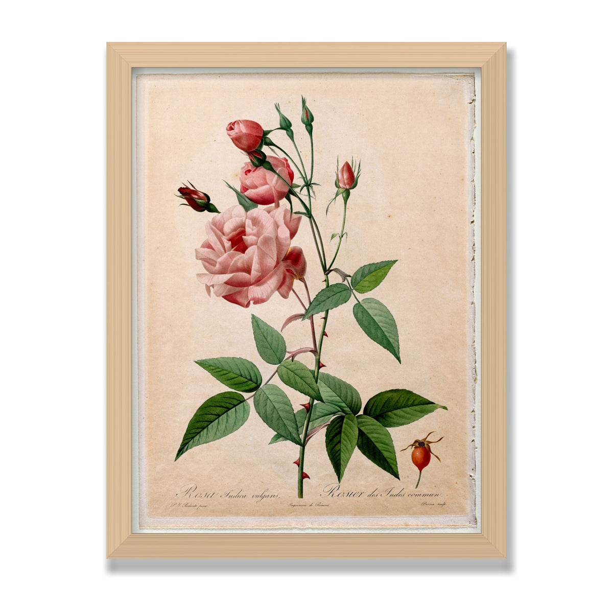 China Rose (Les Roses), 12 × 16 in, Natural Oak frame
