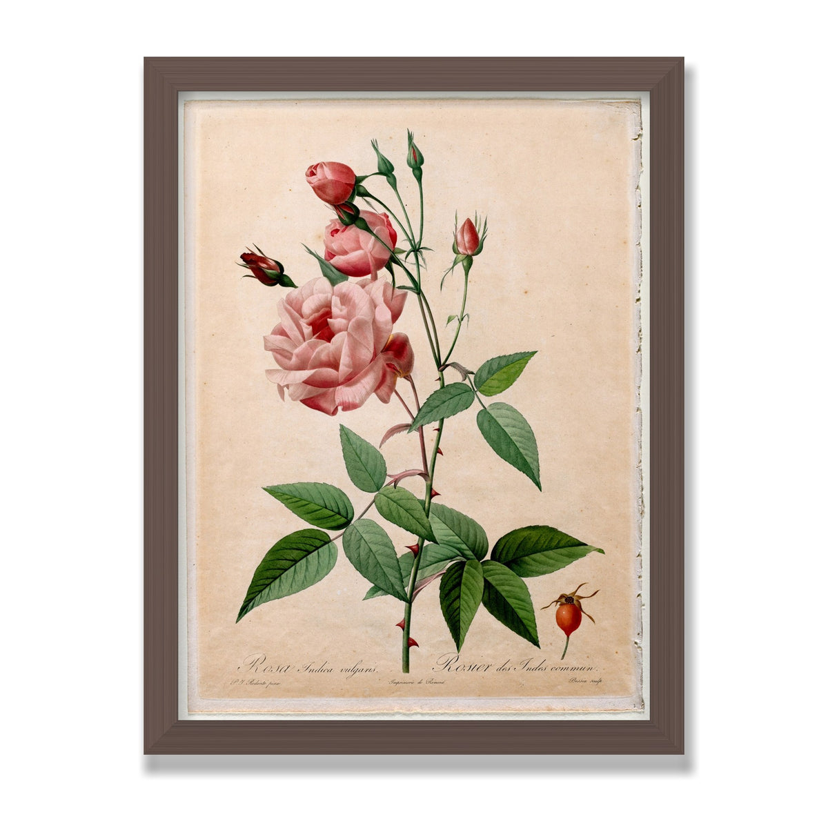 China Rose (Les Roses), 12 × 16 in, Walnut frame