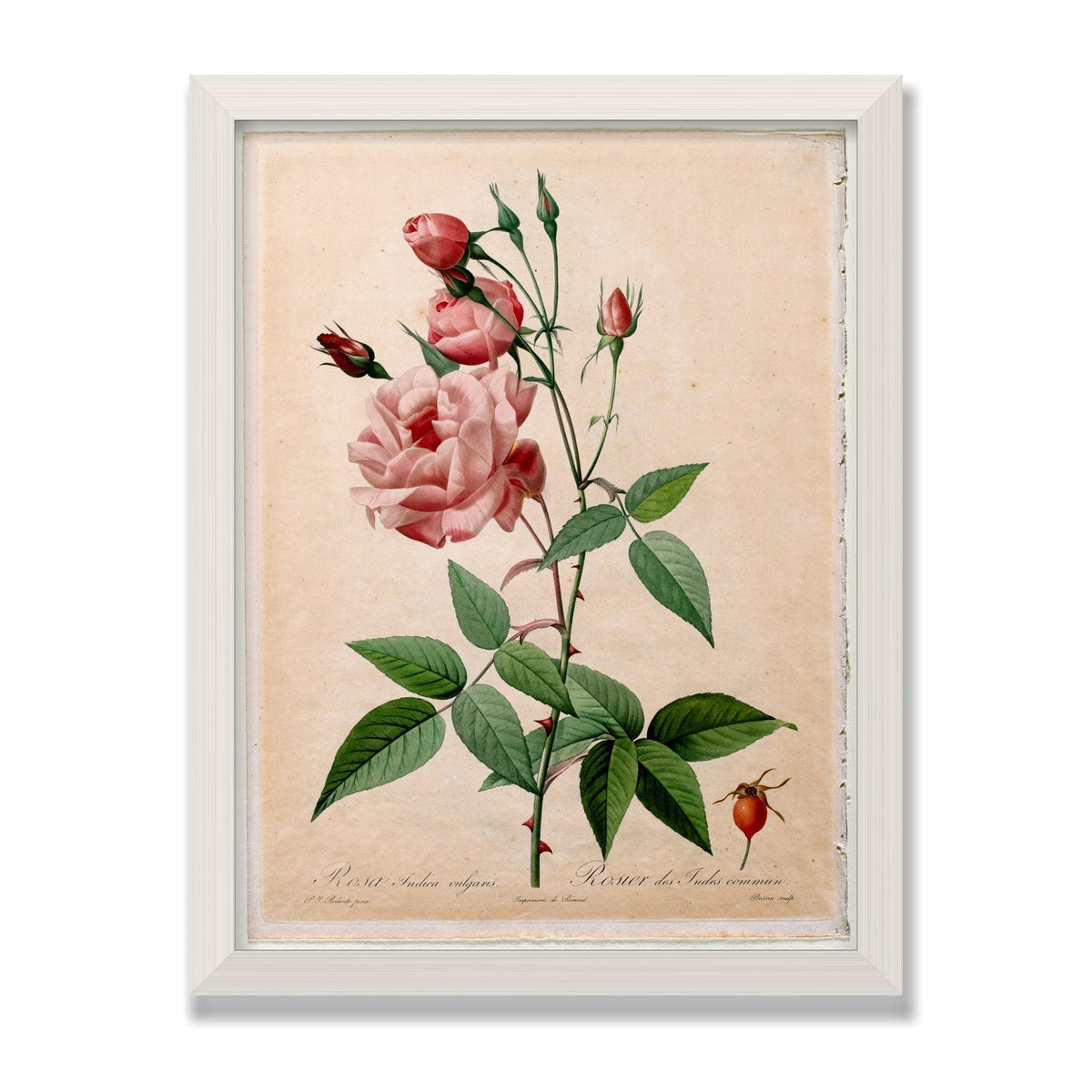 China Rose (Les Roses), 12 × 16 in, White Oak frame