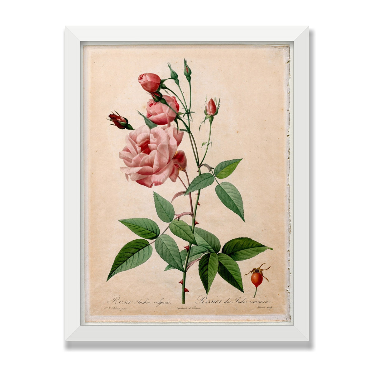 China Rose (Les Roses), 12 × 16 in, White Satin frame