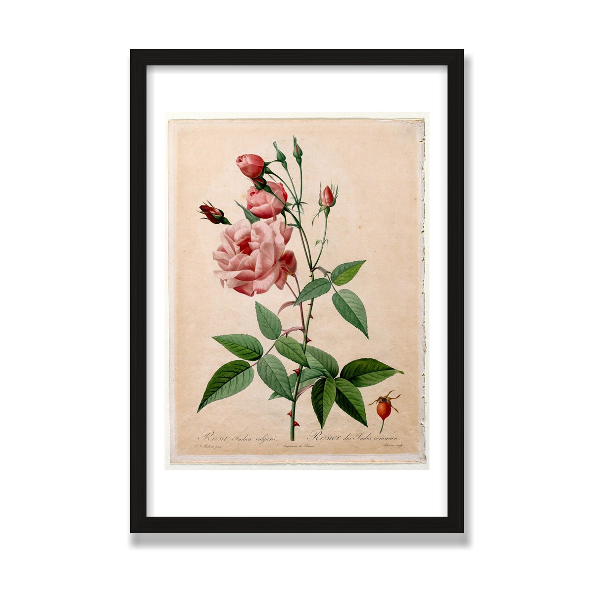 China Rose (Les Roses), 16 × 24 in, Black Oak frame