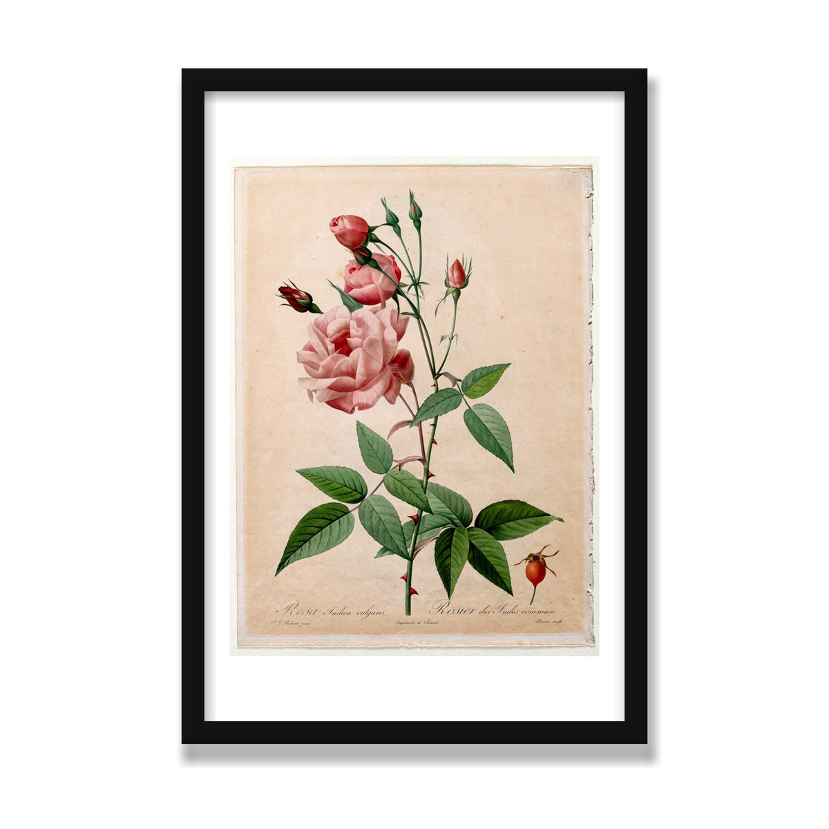 China Rose (Les Roses), 16 × 24 in, Black Satin frame