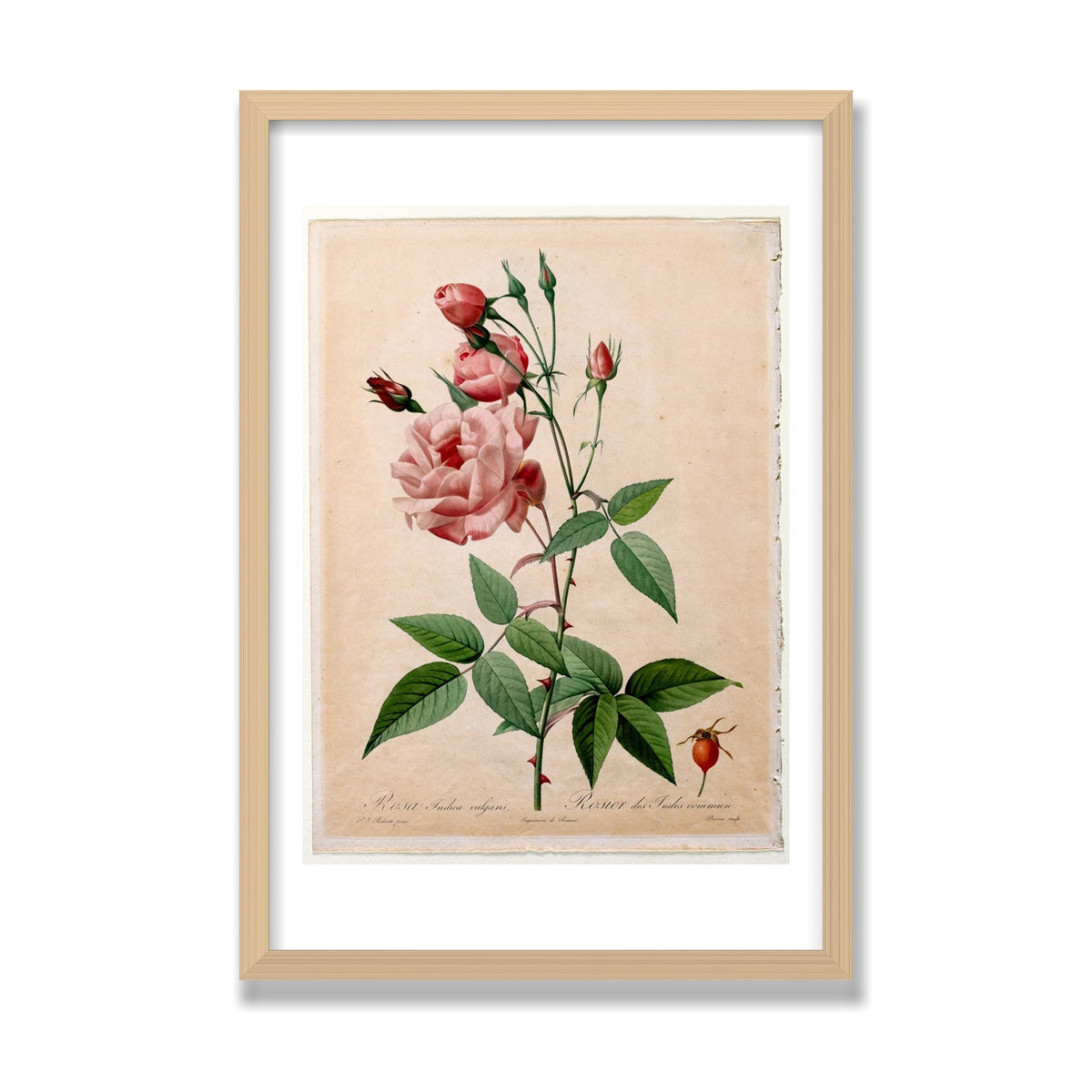 China Rose (Les Roses), 16 × 24 in, Natural Oak frame