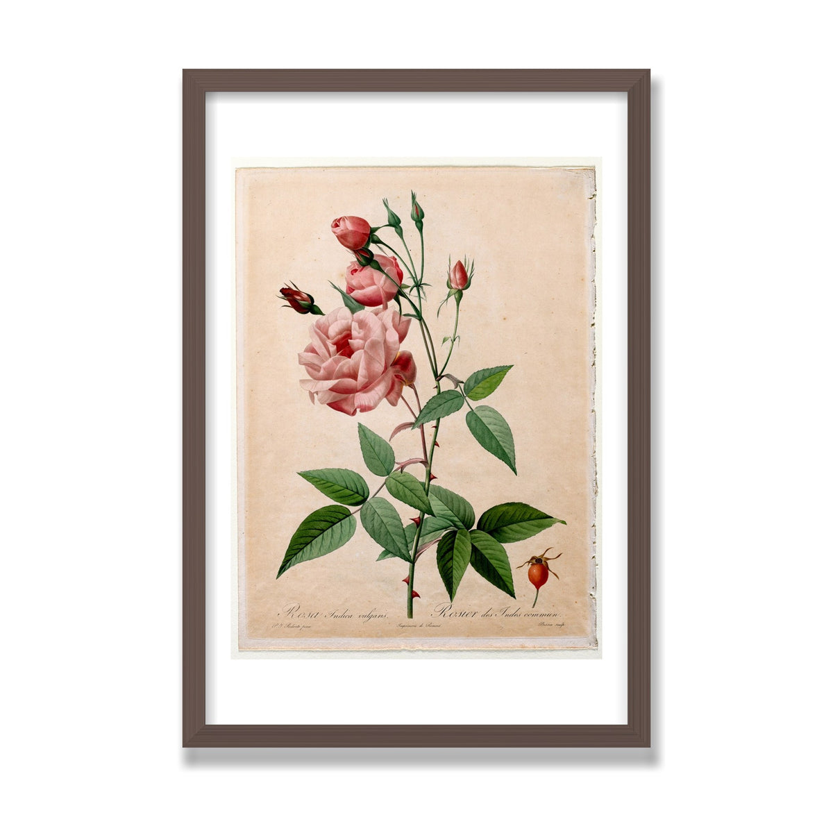 China Rose (Les Roses), 16 × 24 in, Walnut frame