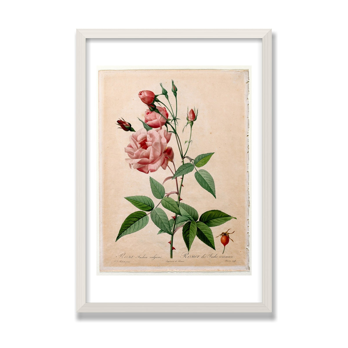 China Rose (Les Roses), 16 × 24 in, White Oak frame