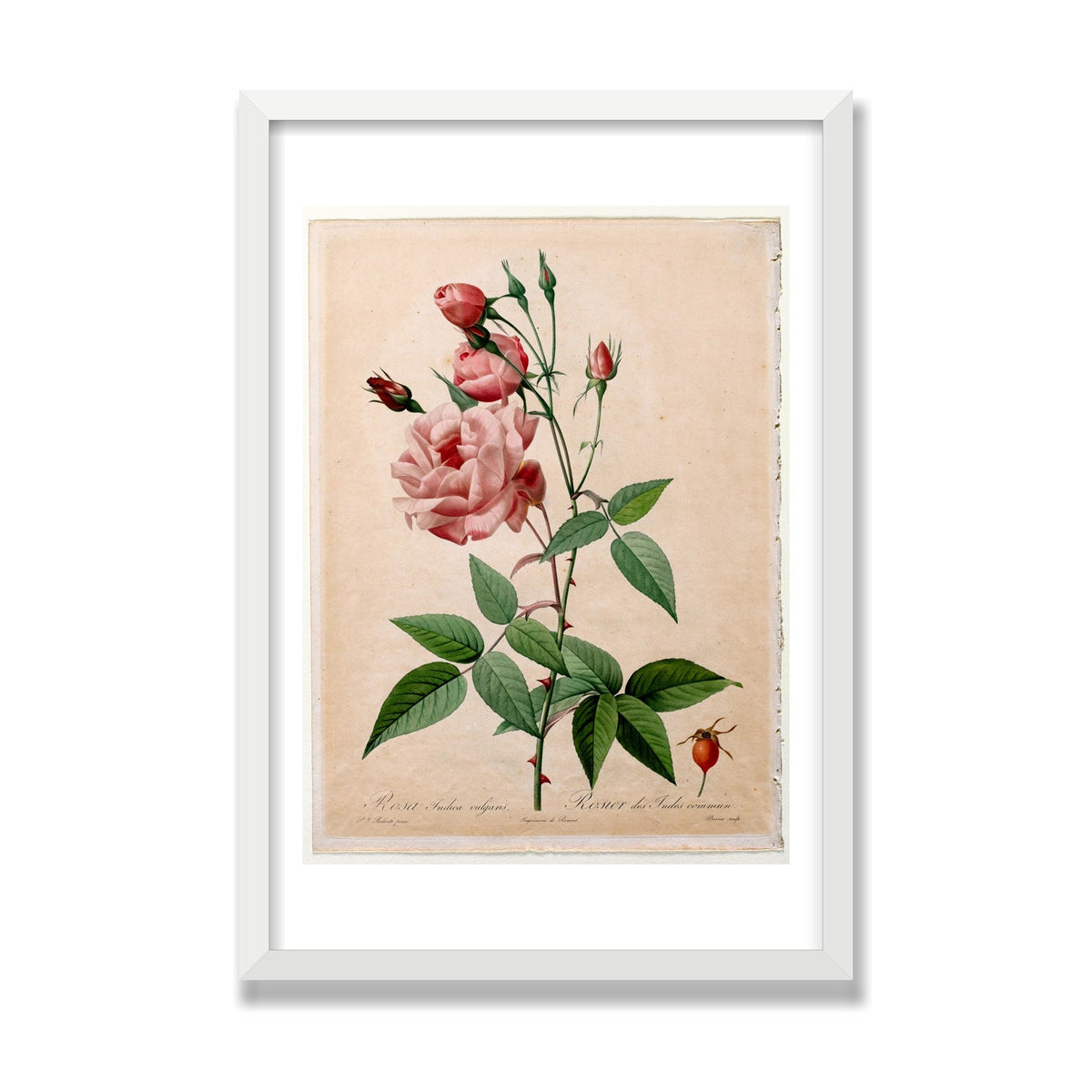China Rose (Les Roses), 16 × 24 in, White Satin frame
