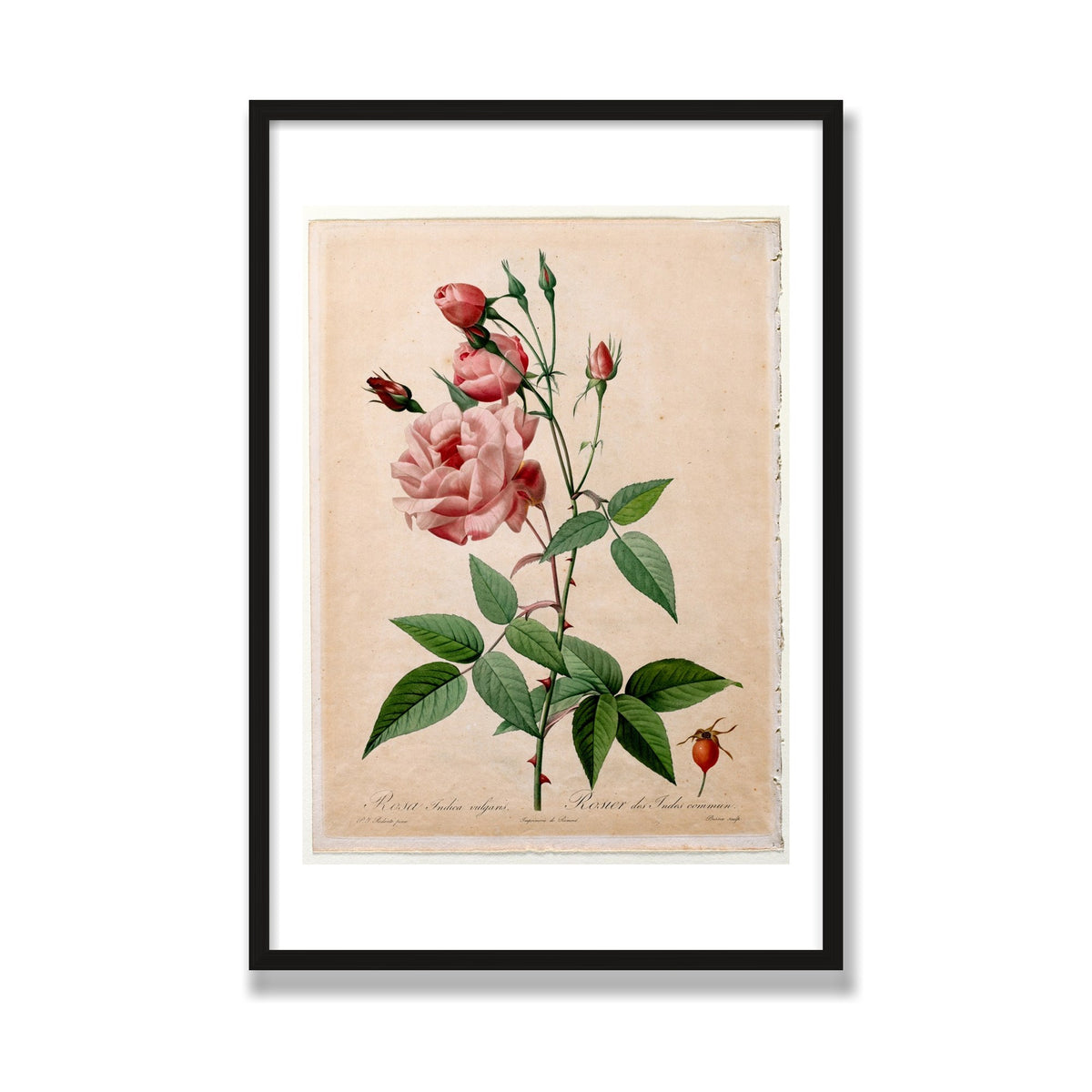 China Rose (Les Roses), 24 × 36 in, Black Oak frame