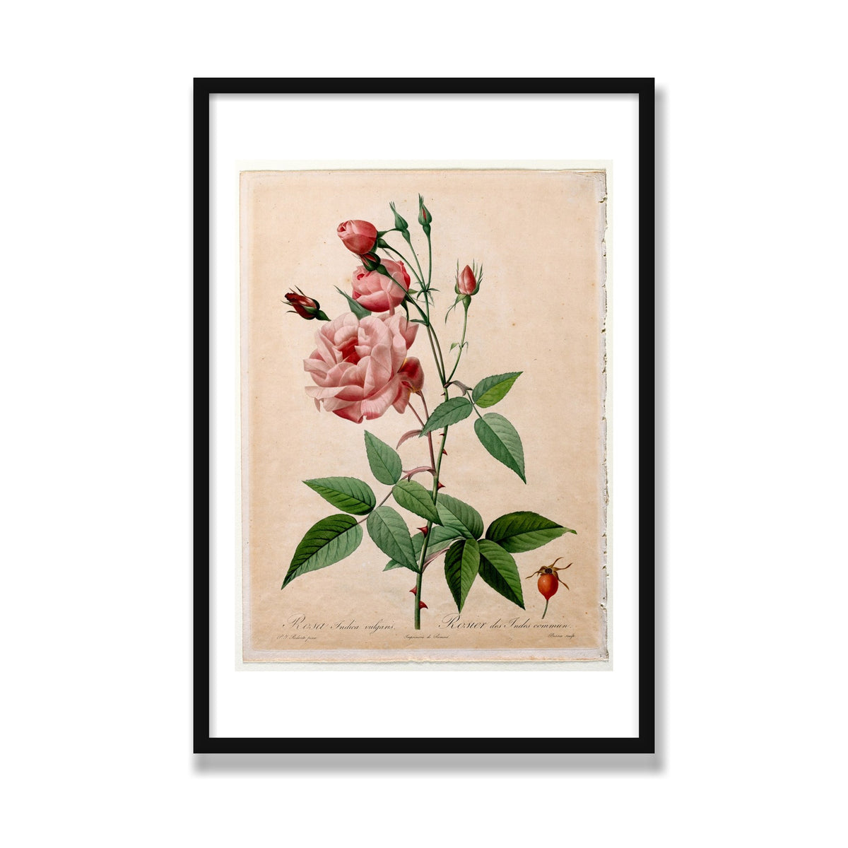 China Rose (Les Roses), 24 × 36 in, Black Satin frame