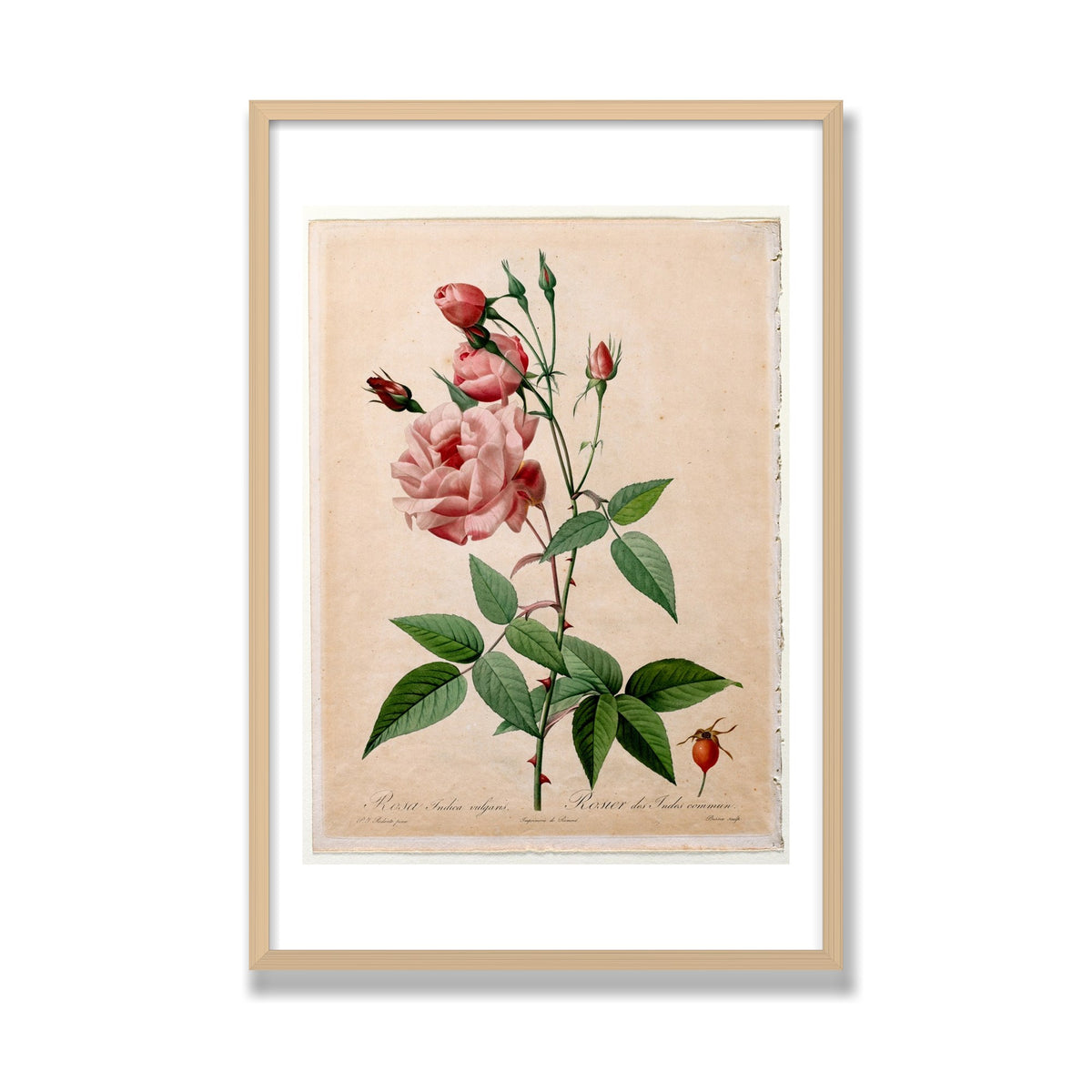 China Rose (Les Roses), 24 × 36 in, Natural Oak frame