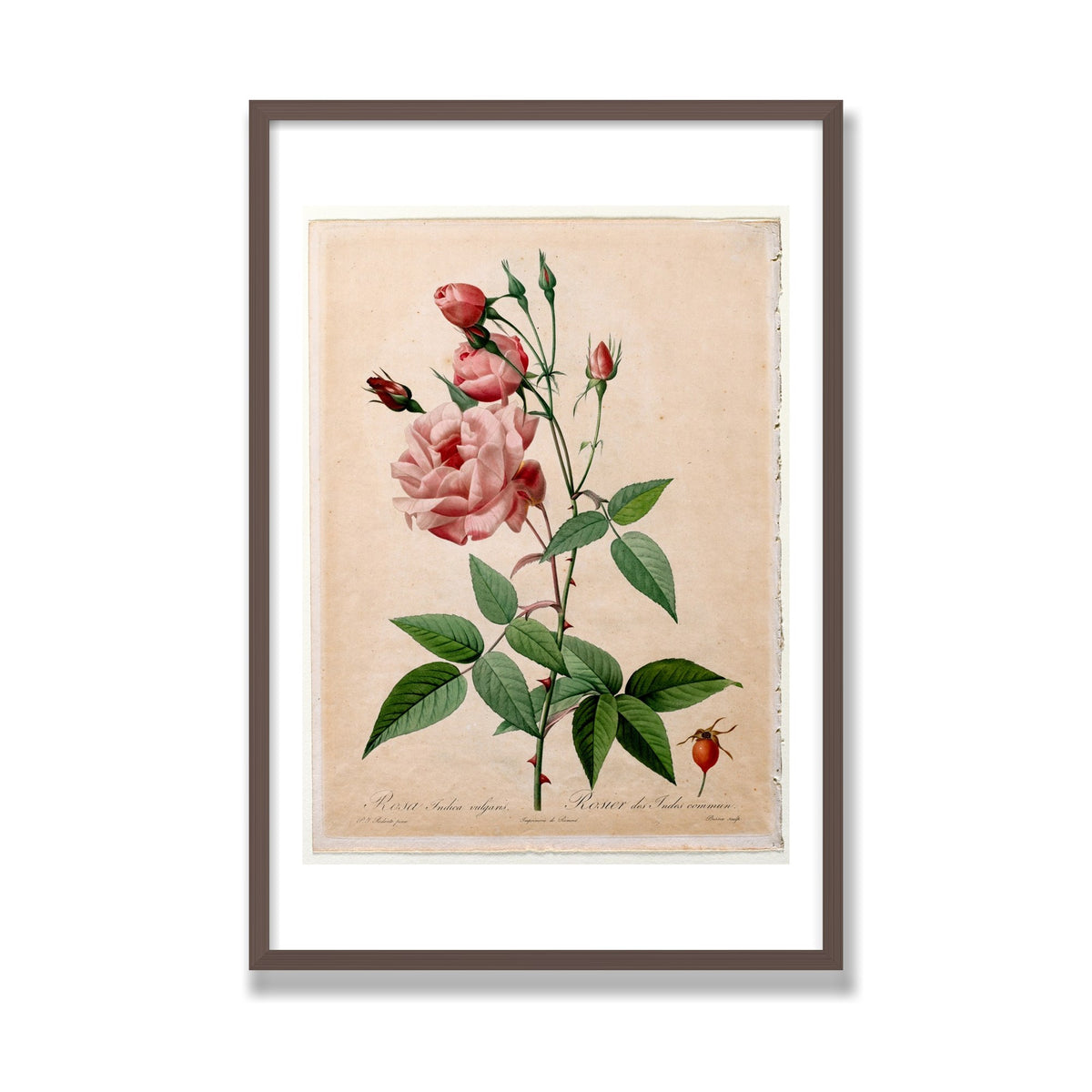 China Rose (Les Roses), 24 × 36 in, Walnut frame