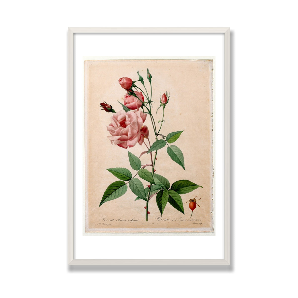 China Rose (Les Roses), 24 × 36 in, White Oak frame