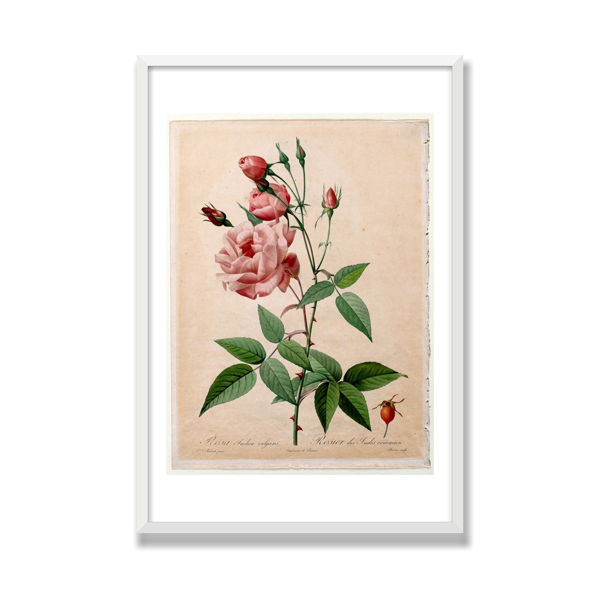 China Rose (Les Roses), 24 × 36 in, White Satin frame