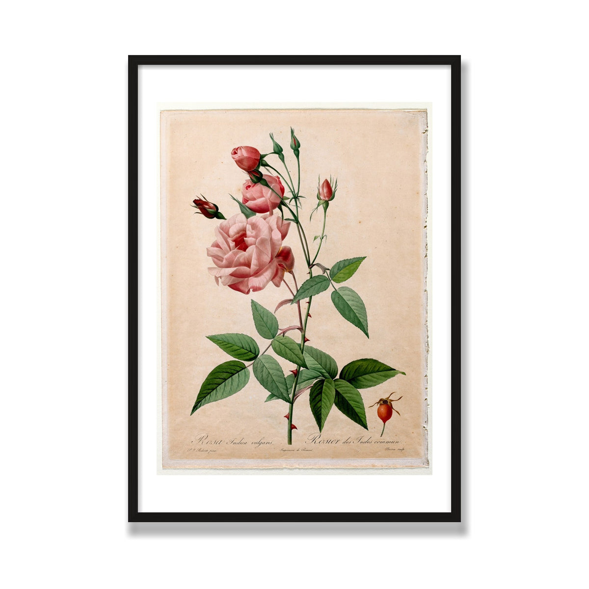 China Rose (Les Roses), 28 × 40 in, Black Oak frame