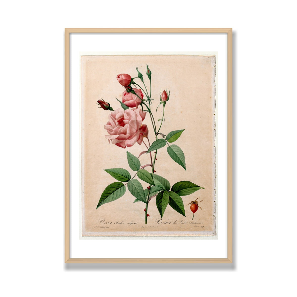 China Rose (Les Roses), 28 × 40 in, Natural Oak frame