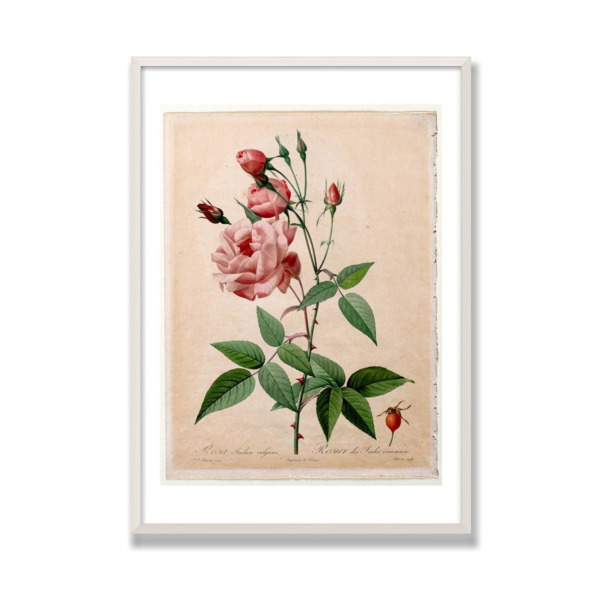 China Rose (Les Roses), 28 × 40 in, White Oak frame