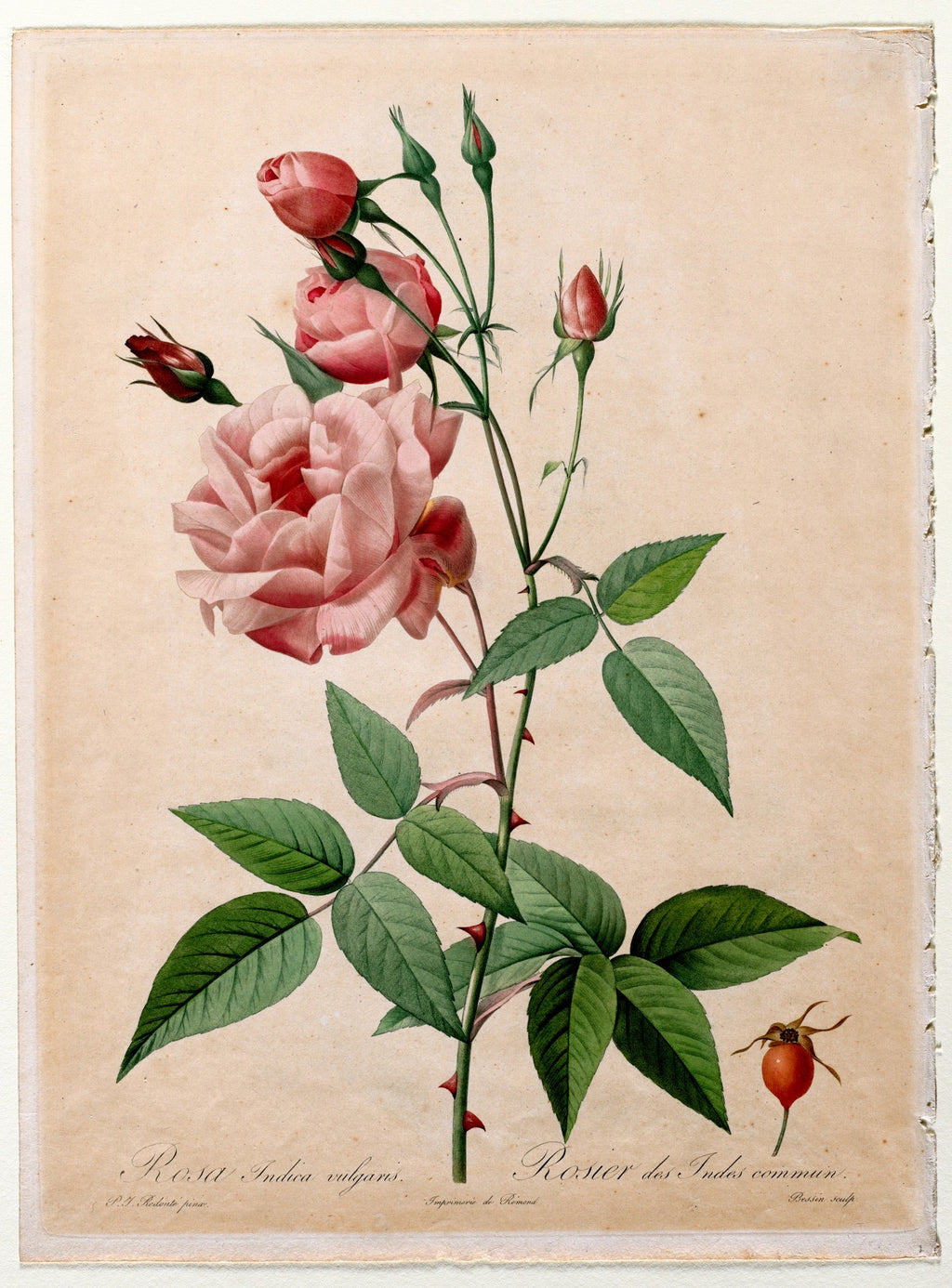 China Rose (Les Roses), unframed artwork