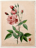 China Rose (Les Roses), unframed artwork