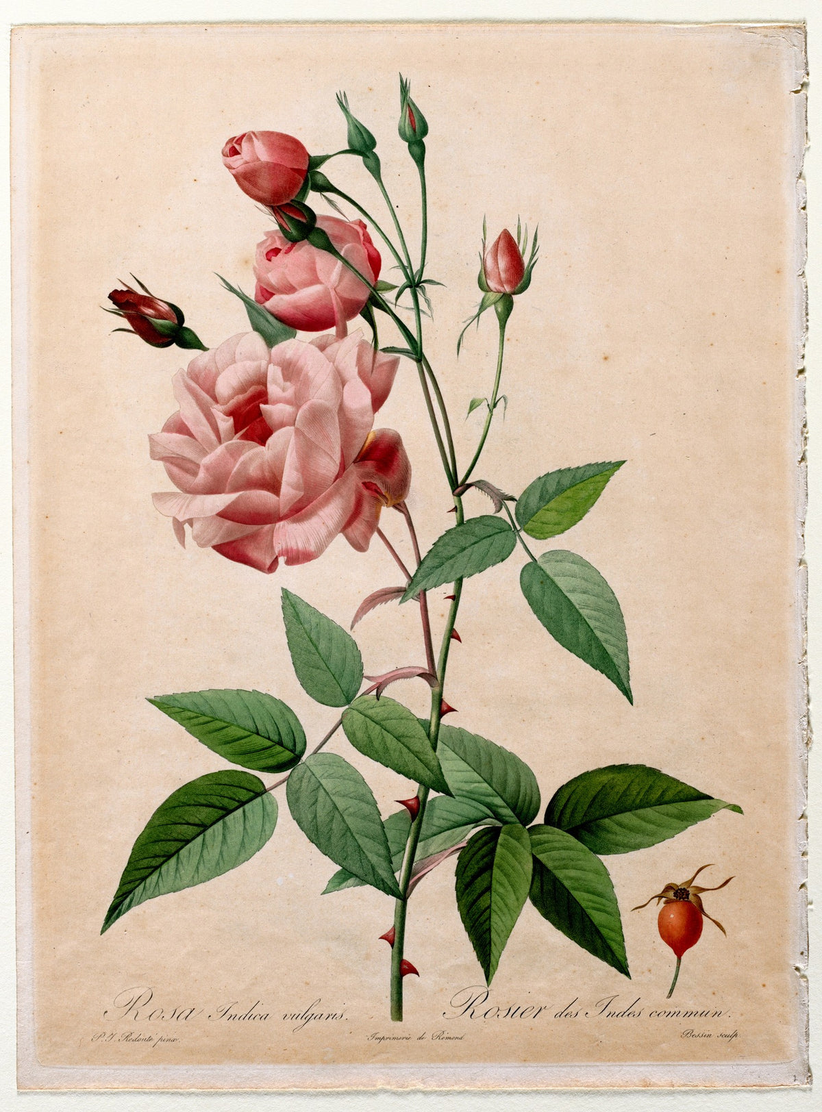 China Rose (Les Roses), unframed artwork