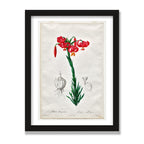 Turban Lily (Les Liliacées), 12 × 16 in, Black Oak frame